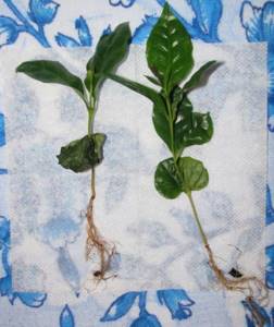 Cuttings with a formed root system