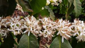 Coffee tree flowers