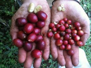 фото кофейных ягод сорта марагоджип