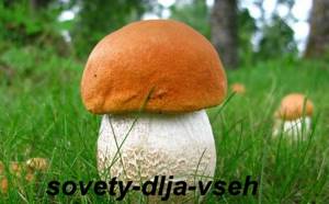 Химический состав грибов