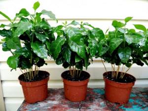 Хорошо развивающиеся домашние кофейные деревья