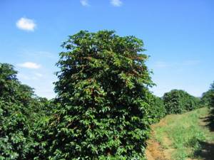Кофейное дерево сорта Конго (робуста)