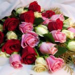 красивый букет разноцветных роз