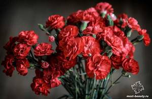 Red carnations. CC0 