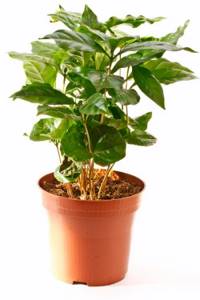 Small coffee tree in a pot