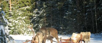 Deer in sled with sleigh