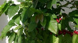 Плодоносящее кофейное дерево (арабика), выращенное в домашних условиях