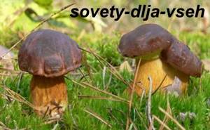 Useful properties of mushrooms