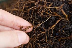 The plant needs to be replanted as soon as possible, after first inspecting the root system and removing damaged areas