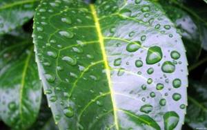 Once a week it is recommended to spray the leaves of the coffee tree with a spray bottle.