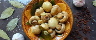 Champignon. Recipes for cooking in the oven, on mangel, marinated for the winter, fried in a frying pan 
