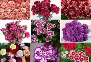 Varieties of carnations