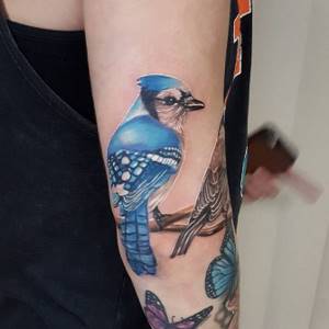 Bird Tattoo - Bird Tattoo - Bird Tattoo