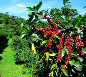Branches of the Typica variety