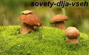 Вредные свойства грибов