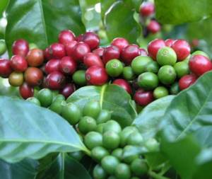 Ripe fruits of the Typica variety